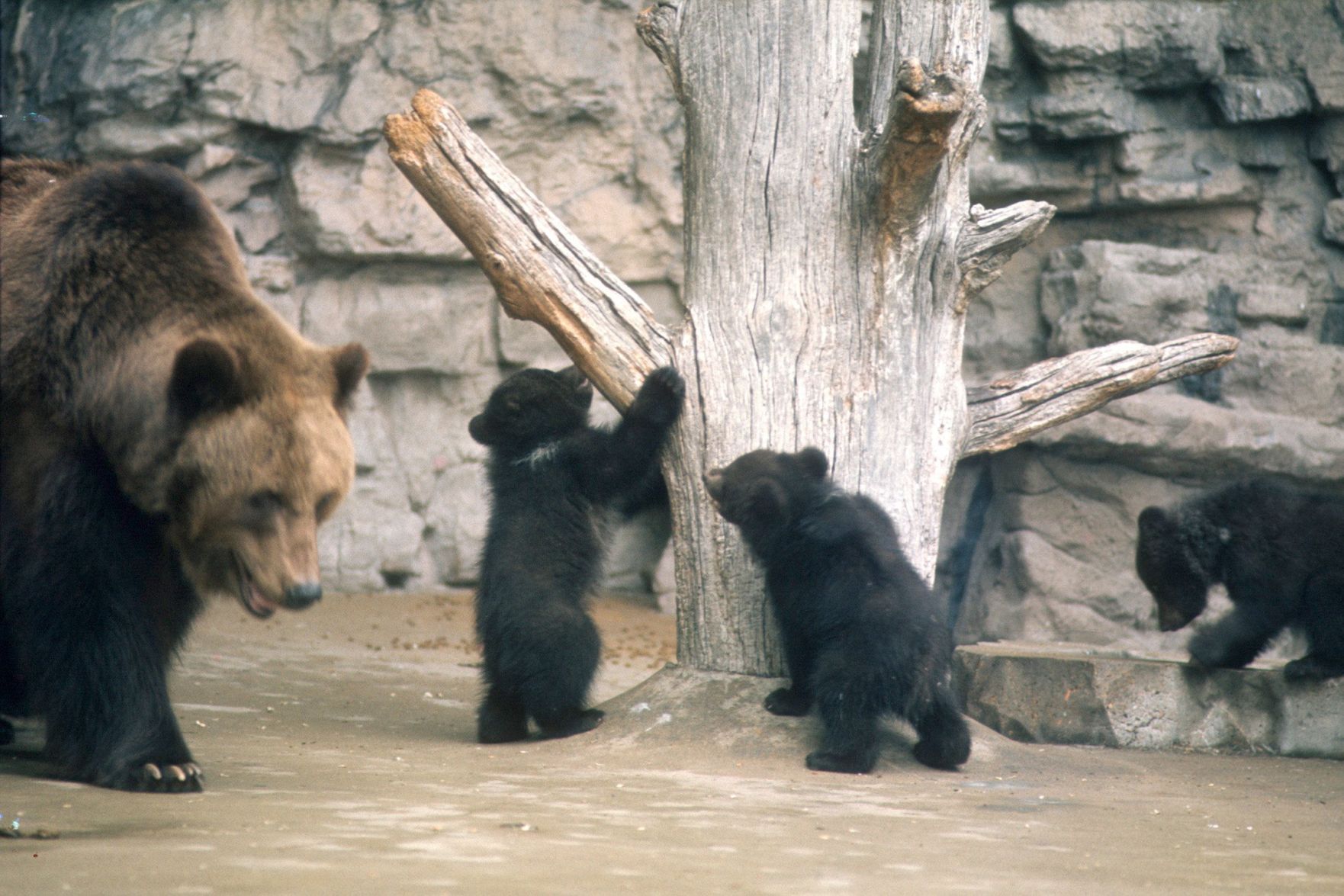Bears at the St. Louis Zoo in 1977